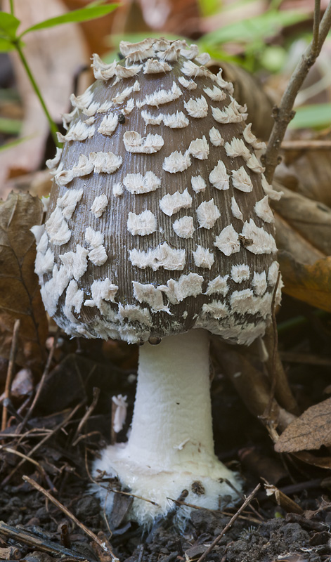 Coprinopsis picacea